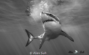BW of Great White Shark by Alex Suh 